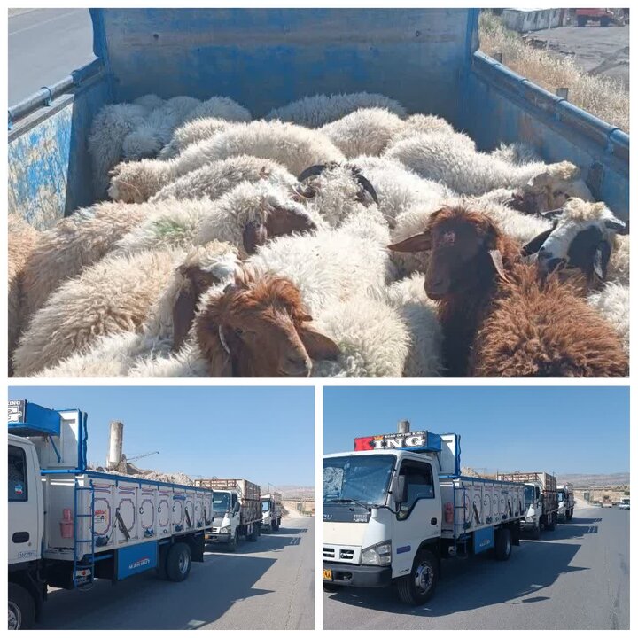توقیف ۳ محموله دام سبک قاچاق در ایلام و مهران