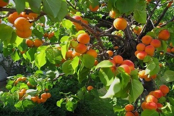 زردآلو؛ نگین تابستانی باغ‌های سیستان و بلوچستان
