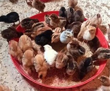 توزیع چهار هزار قطعه مرغ بومی میان خانواده‌های روستایی زابل