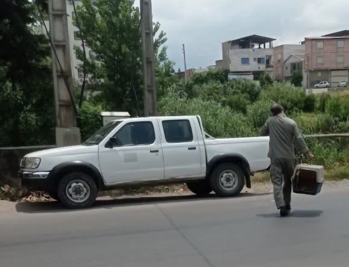 عملیات مهار میمون مهاجم در بابل/نگهداری حیوانات وحشی جرم است