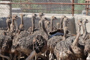 ظرفیت تولید سالانه ۶۰ تُن گوشت شترمرغ در همدان