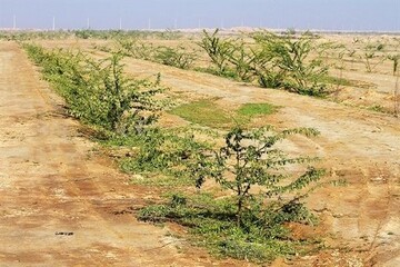دستور فرماندار ایرانشهر برای آغاز عملیات اجرایی «کمربند سبز» و پارک جنگلی شهرستان