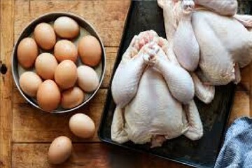 قیمت مرغ و تخم‌مرغ بیش از این کاهش نمی‌یابد/ مجوز توزیع مرغ منجمد نداریم