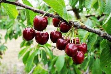پیش‌بینی برداشت ۵۳۰ تنی گیلاس از باغات گیلان