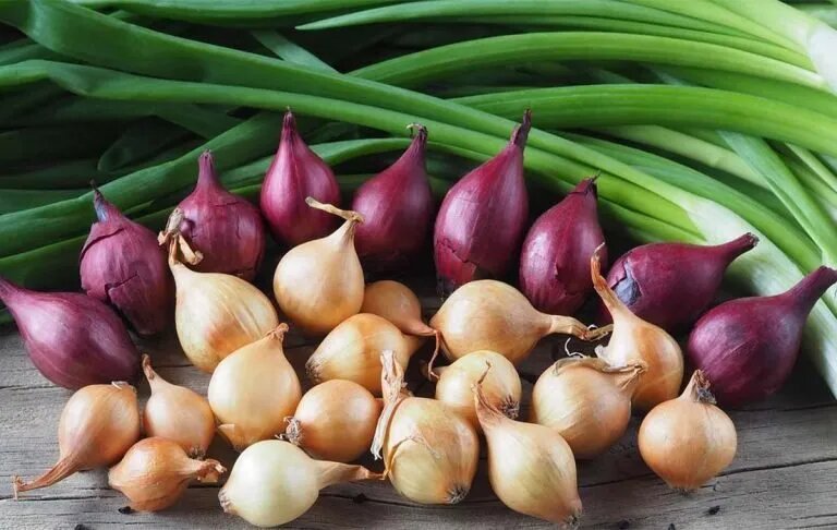روستایی که با موسیر شناخته می‌شود/ از اسدآباد تا بازارهای اروپا و کانادا