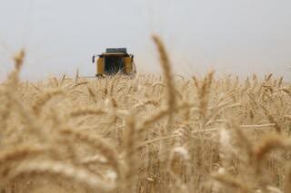 115 thousand tons of wheat and seeds produced in South Kerman