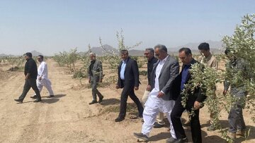 بزرگ‌ترین پارک جنگلی جنوب‌شرق کشور در زاهدان، نماد هم‌افزایی و مدیریت پایدار