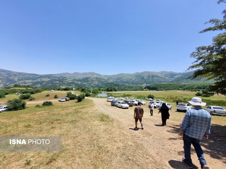 داماش و چلچراغ سوسن‌هایی که شکفته شد