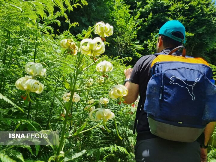داماش و چلچراغ سوسن‌هایی که شکفته شد