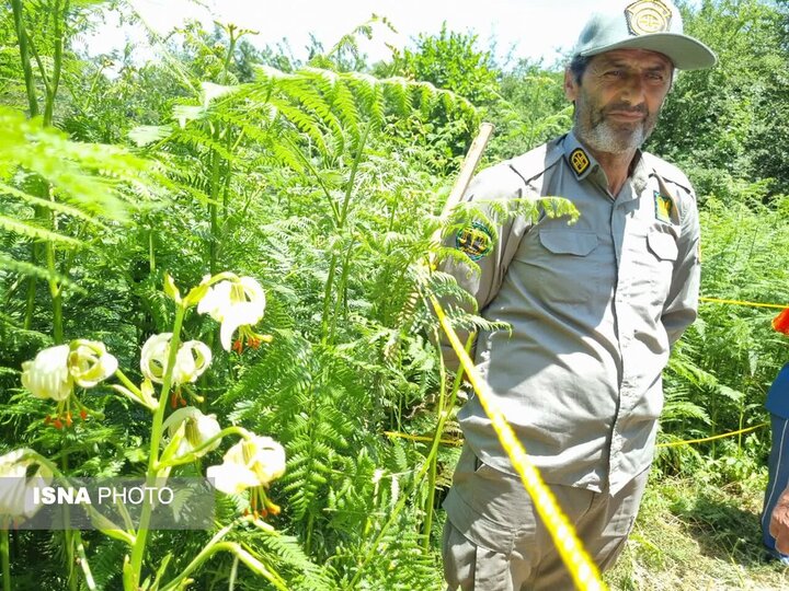 داماش و چلچراغ سوسنهایی که شکفته شد