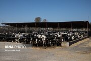 نصب سیستم تصفیه فاضلاب در ۳۰ دامداری صنعتی البرز