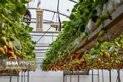 چهارباغ در مسیر تبدیل به قطب گلخانه‌ای کشور