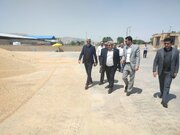 خرید بیش از ۴۲ هزار تن گندم در مرودشت/ تأکید بر تقویت زیرساخت‌های تعاون روستایی