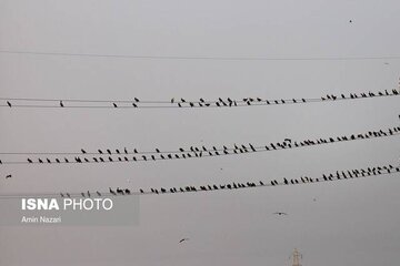 هوای کارون در وضعیت «ناسالم» 