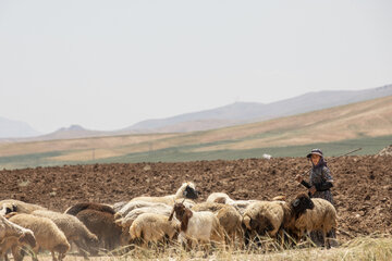 عضو هیئت علمی تحقیقات کشاورزی استان: چرای بُز در مراتع و جنگل‌های قزوین نگران‌کننده است