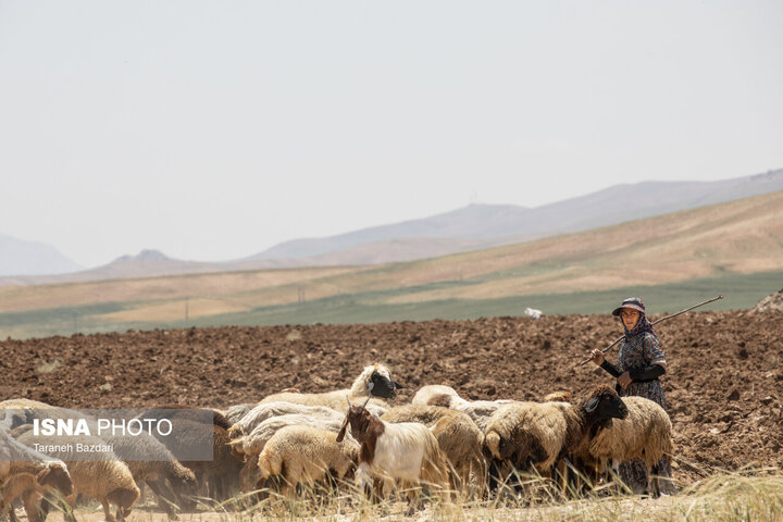 عضو هیئت علمی تحقیقات کشاورزی استان: چرای بُز در مراتع و جنگل‌های قزوین نگران‌کننده است