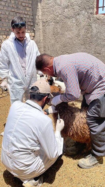 خدمترسانی به بیش از ۳ هزار رأس دام در اردوی جهادی دامپزشکی در روستای علاء سمنان
