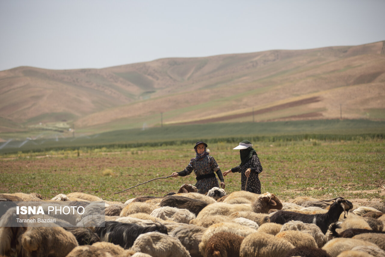 شاخشماری دام در ییلاقات سرخآباد زنجان؛ اخطار خروج برای دامهای مازاد بر پروانه چرا