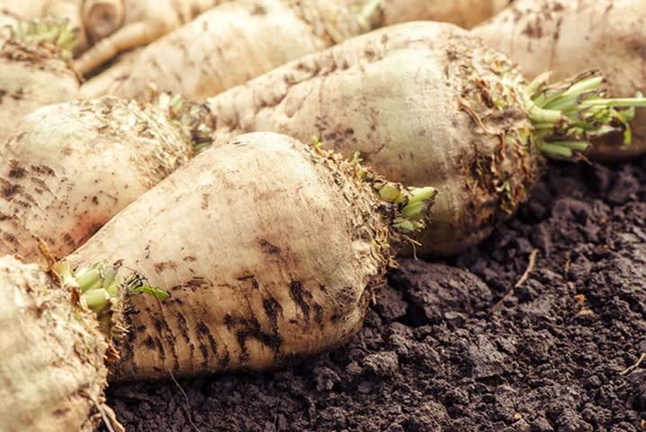 100,000 tons of sugar beet produced in Rostam county, Fars