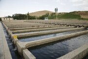 پرورش‌دهندگان ماهی تمهیدات لازم برای خاموشی برق چاه‌های کشاورزی را اتخاذ کنند