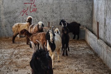 هشدار مدیرکل دامپزشکی خوزستان نسبت به تهدید بیماری‌های دامی عراق برای استان‌های مرزی