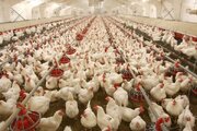۲۳۱ واحد مرغ گوشتی در سیستان و بلوچستان  در حال احداث است