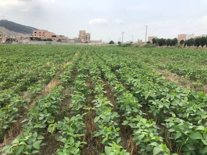 کشت مکانیزه پنبه در داراب ادامه دارد/ پیش‌بینی ۶ هزار هکتار سطح زیر کشت