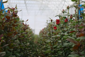 بازدید خبرنگاران از توسعه گلخانه های کشاورزی در رزن 