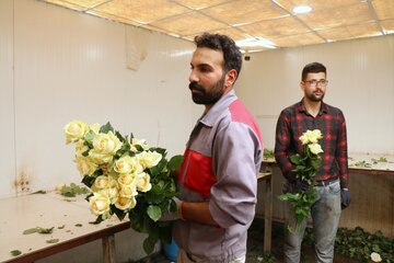 بازدید خبرنگاران از توسعه گلخانه های کشاورزی در رزن 