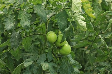 بازدید خبرنگاران از توسعه گلخانه های کشاورزی در رزن 