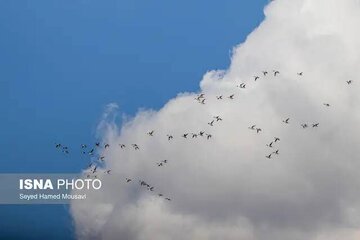 هوای ۸ شهر خوزستان در وضعیت «قابل قبول» 