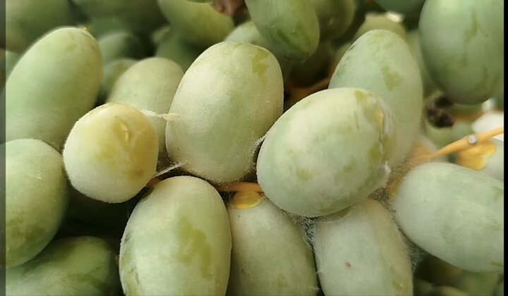 هشدار به نخلداران کازرون؛ خطر کنه گردآلود در کمین محصول خرما