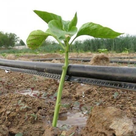 لزوم حرکت به سمت سیستم‌های نوین آبیاری/ نوار تیپ؛ گزینه‌ای‌ مناسب