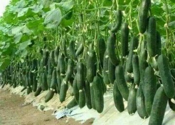 توسعه کشت نشایی در دهگلان؛ گامی مؤثر برای صرفه‌جویی در مصرف آب و افزایش تولید