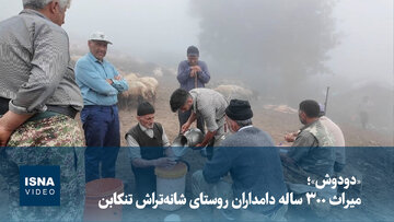 ویدیو/ «دودوش»؛ میراث ۳۰۰ ساله دامداران روستای شانه‌تراش تنکابن