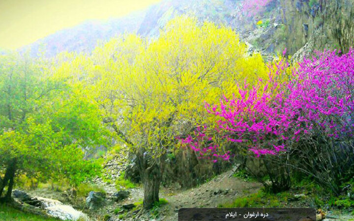 دره ارغوان ایلام؛ ترکیبی از رنگ‌های سبز، ارغوانی و آبی