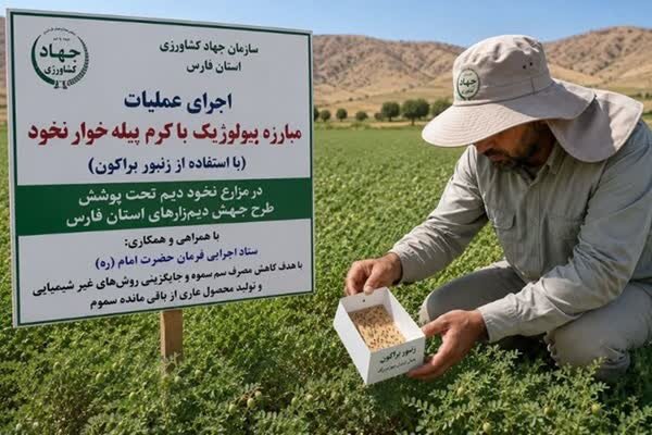 آغاز مبارزه بیولوژیک با کرم پیله‌خوار نخود در دیم‌زارهای فارس
