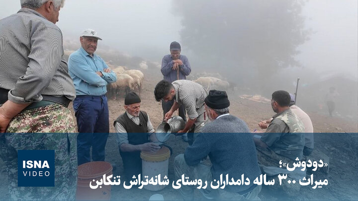 ویدیو/ «دودوش»؛ میراث ۳۰۰ ساله دامداران روستای شانه‌تراش تنکابن