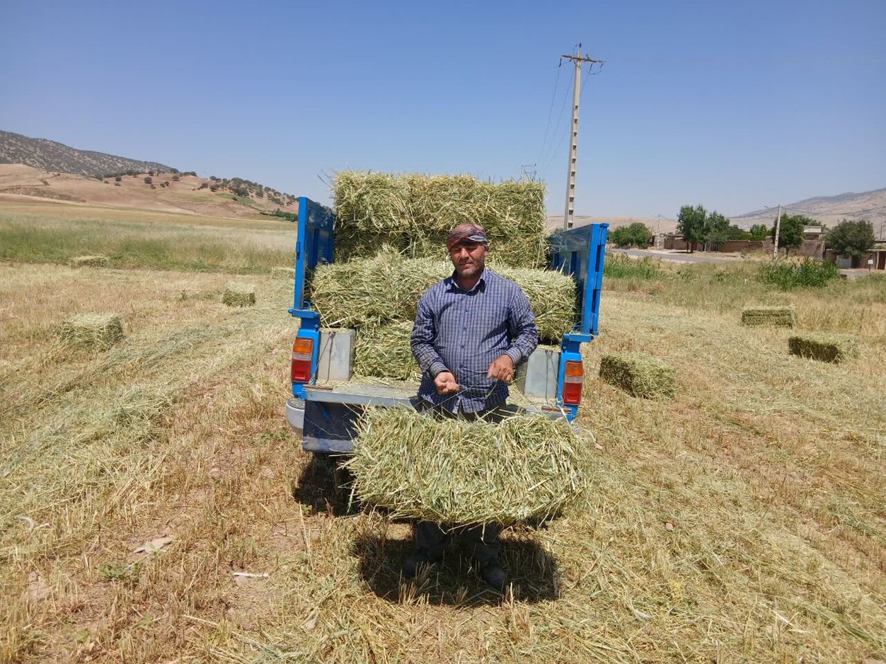 Significant increase in mixed forage performance in new plan of Ilam agricultural innovation bases