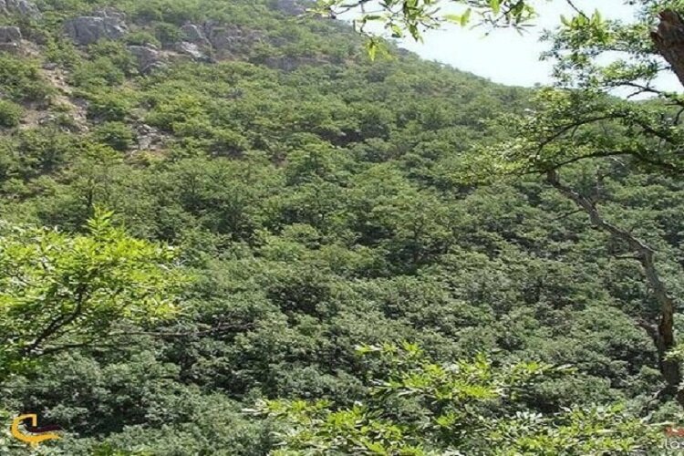 «درکش و هاور» سرزمین جنگلهای سبز بلوط در خراسان شمالی