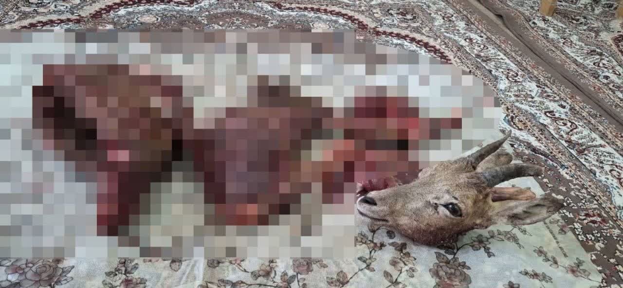 کشف لاشه یک رأس میش وحشی در پارک ملی توران؛ متخلفان شناسایی شدند