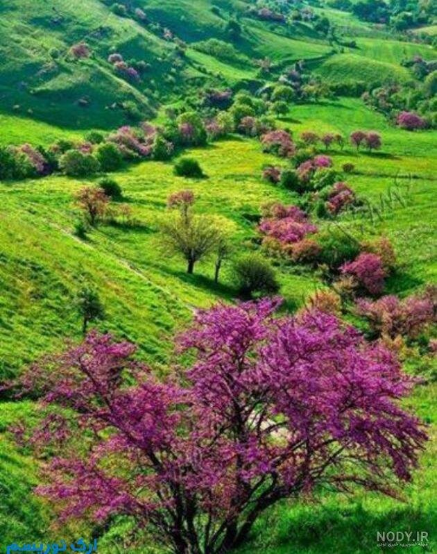 دره ارغوان ایلام؛ ترکیبی از رنگهای سبز، ارغوانی و آبی