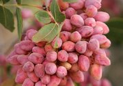 بررسی سازگاری ارقام نوین پسته در شرایط اقلیمی فارس
