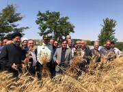آیین شکرگزاری برداشت گندم در نظرآباد برگزار شد
