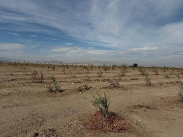 فرماندار: آغاز عملیات اجرایی پارک جنگلی چابهار شتاب می‌گیرد