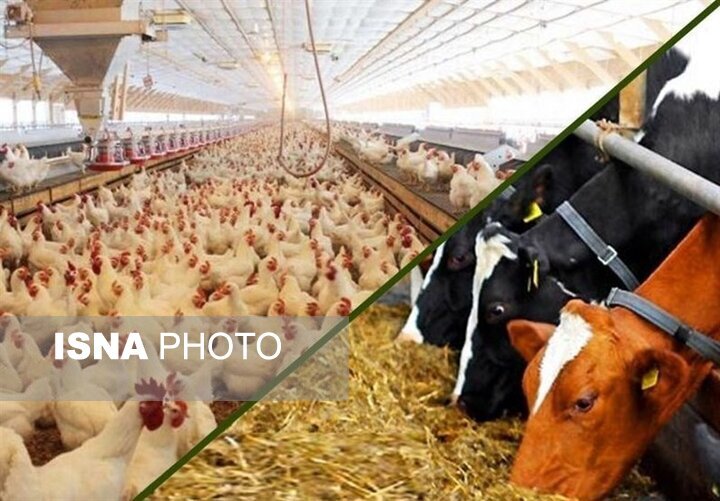 تحقق ۱۴۲ درصدی تعهدات تأمین مالی زنجیره تولید دام و طیور در سیستان و بلوچستان