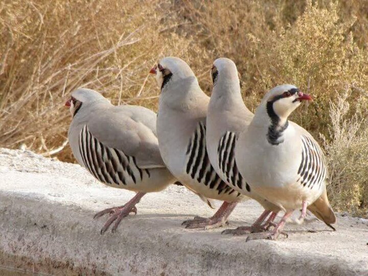 کشف ۱۰ قطعه کبک، ۲۰ عدد قفس و ۲ قبضه سلاح شکاری در کامیاران