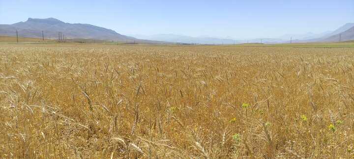 آغاز برداشت گندم در چهارمحال و بختیاری