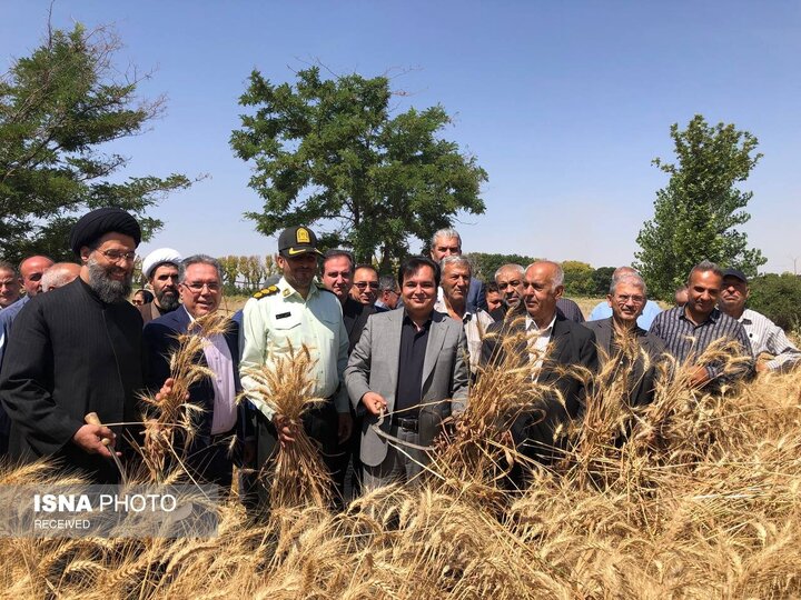 آیین شکرگزاری برداشت گندم در نظرآباد برگزار شد