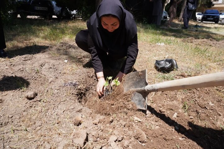 احداث ذخیره‌گاه ژنتیکی واریته‌های انجیر بومی در باغ گیاه‌شناسی ایلام